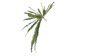 artificial-xxl-fern-pick-40.