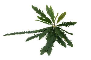 fougere-xxl-artificielle-piquet-40.