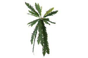 artificial-xxl-fern-pick-40