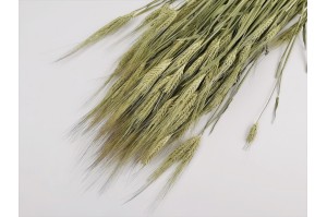 Dried barley natural (NL)