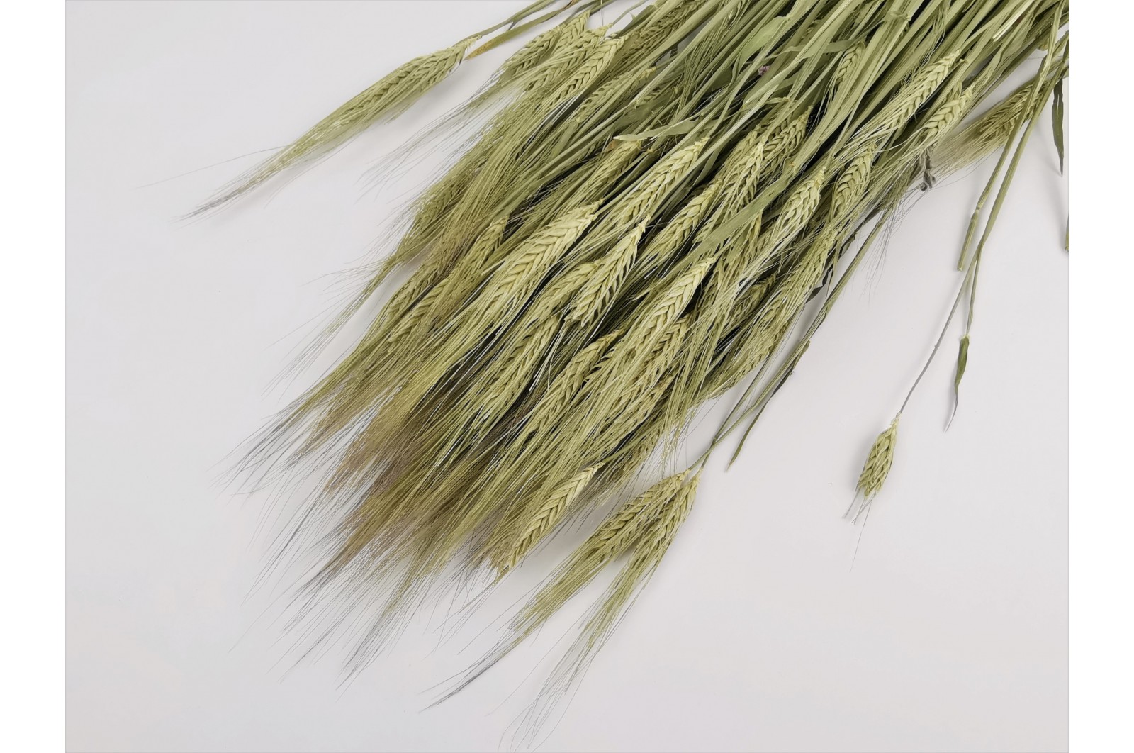 Dried barley natural (18) dried-barley-natural-nl