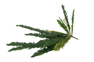 kuenstlicher-xxl-farn-pik-40.