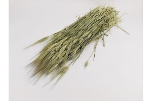 dried-barley-18.