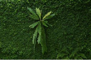 fougere-xxl-artificielle-piquet-40.