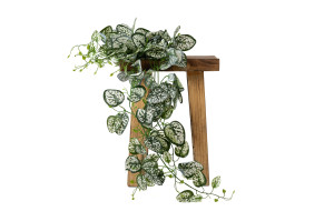 fittonia-artificiel-chute-40.