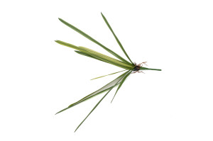 kuenstliche-orchideenblaetter-pick-40