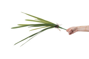 artificial-orchid-leaves-pick-40.