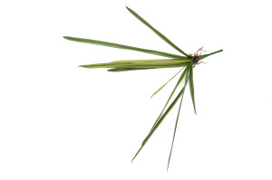 kuenstliche-orchideenblaetter-pick-40.