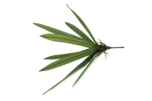 artificial-orchid-leaves-pick-40.