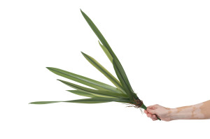 artificial-orchid-leaves-pick-40.