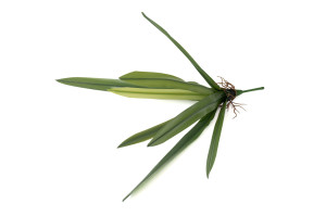 artificial-orchid-leaves-pick-40.