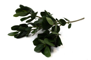 artificial-ficus-panda-41.