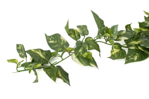mini-artificial-pothos-hanging-41.