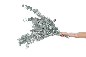 preserved-eucalyptus-espiral-8.