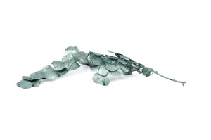 preserved-eucalyptus-espiral-8.