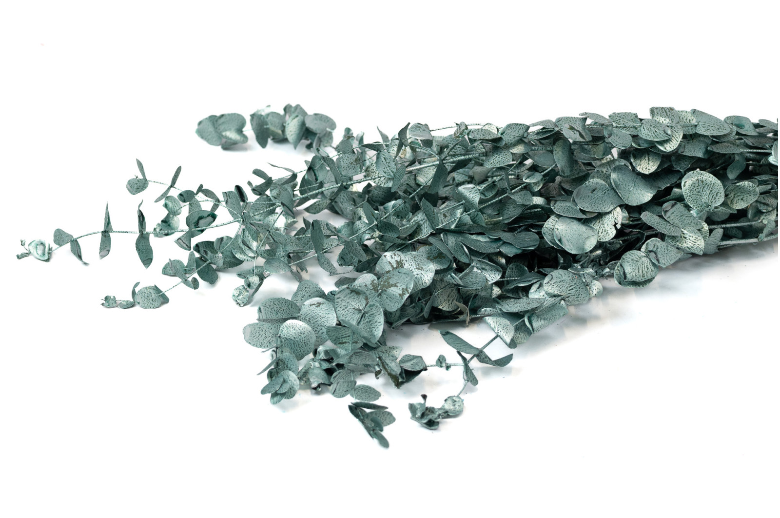 preserved-eucalyptus-espiral-8