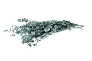 stabilisierte-eukalyptus-espiral-8.