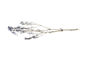 preserved-gypsophila-8.