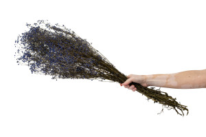 gypsophile-stabilise-8.