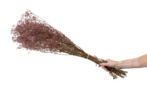 preserved-gypsophila-8.