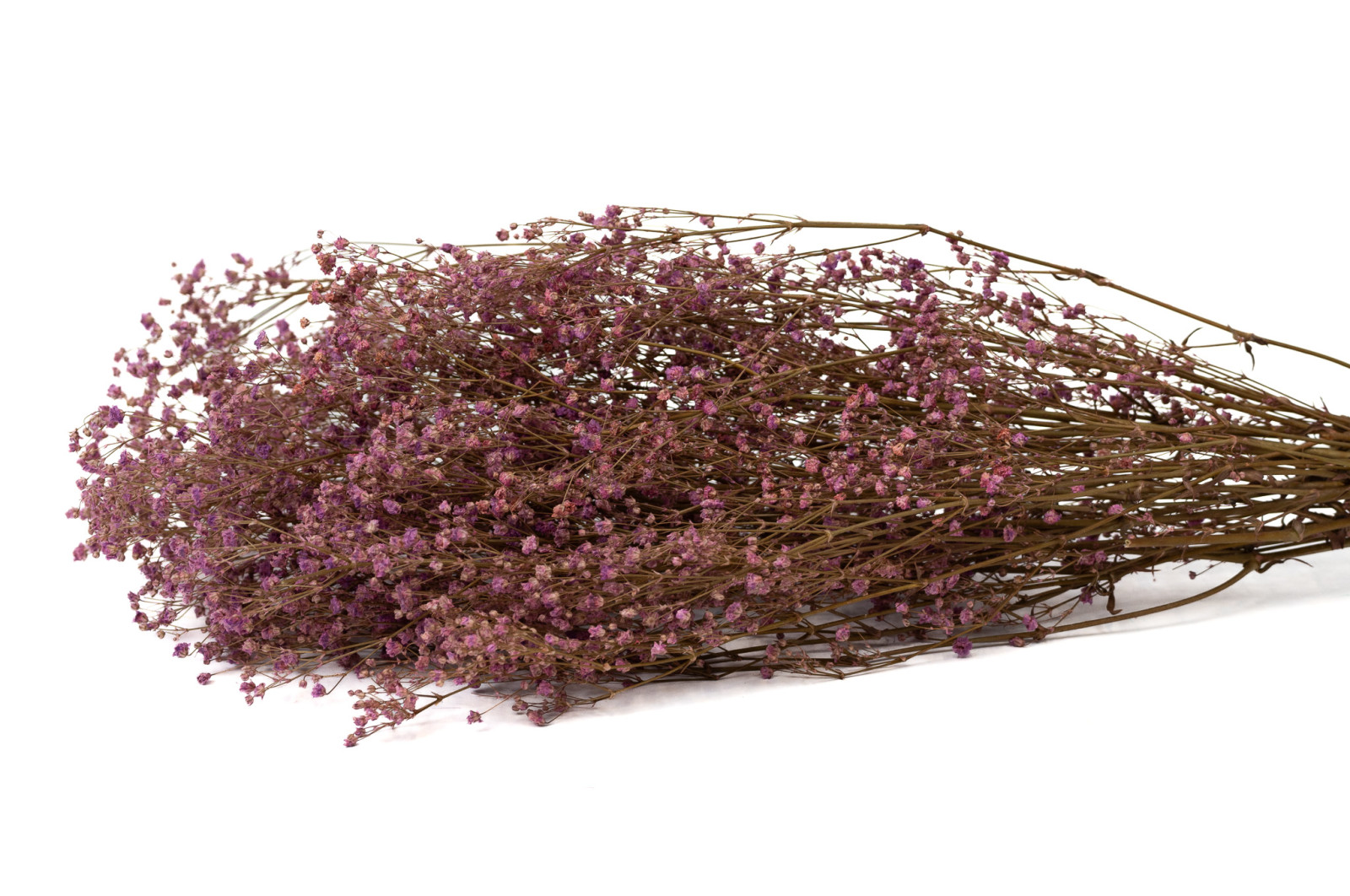 gypsophile-stabilise-8