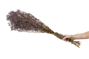 gypsophile-stabilise-8.