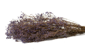 gypsophile-stabilise-8.