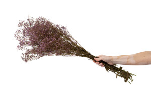 gypsophile-stabilise-8.