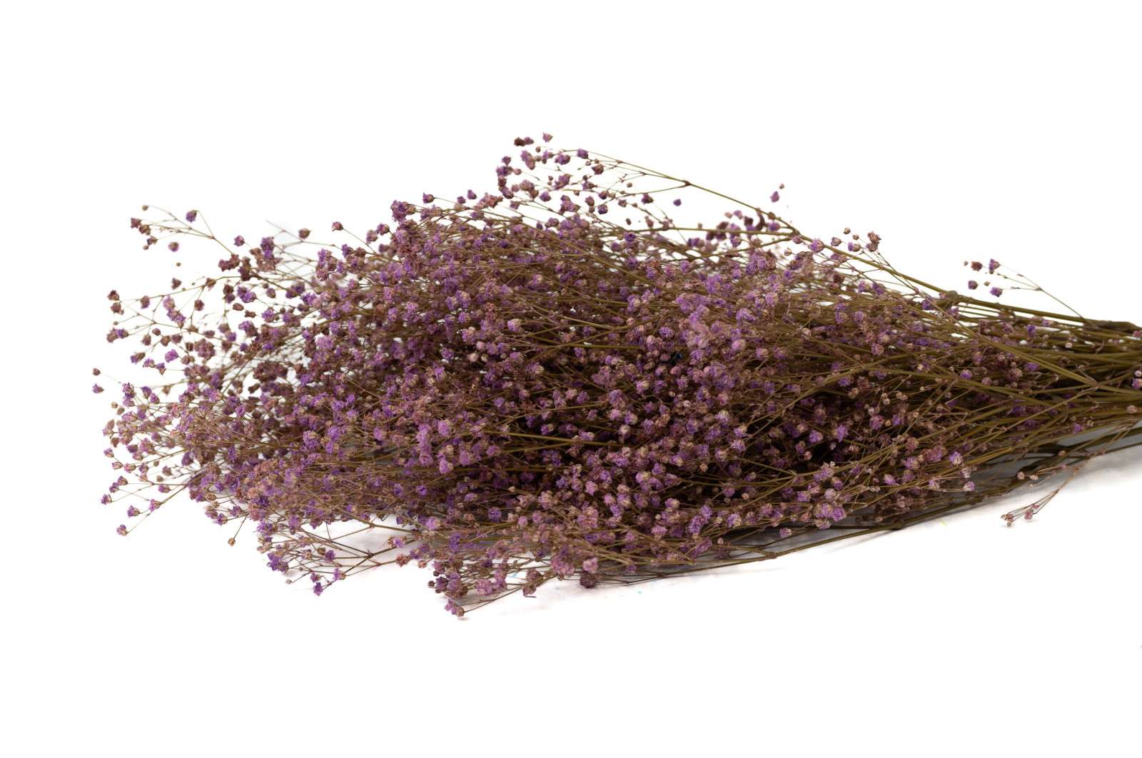 preserved-gypsophila-8