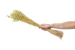 dried-briza-maxima-20.