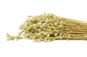 dried-briza-maxima-20.