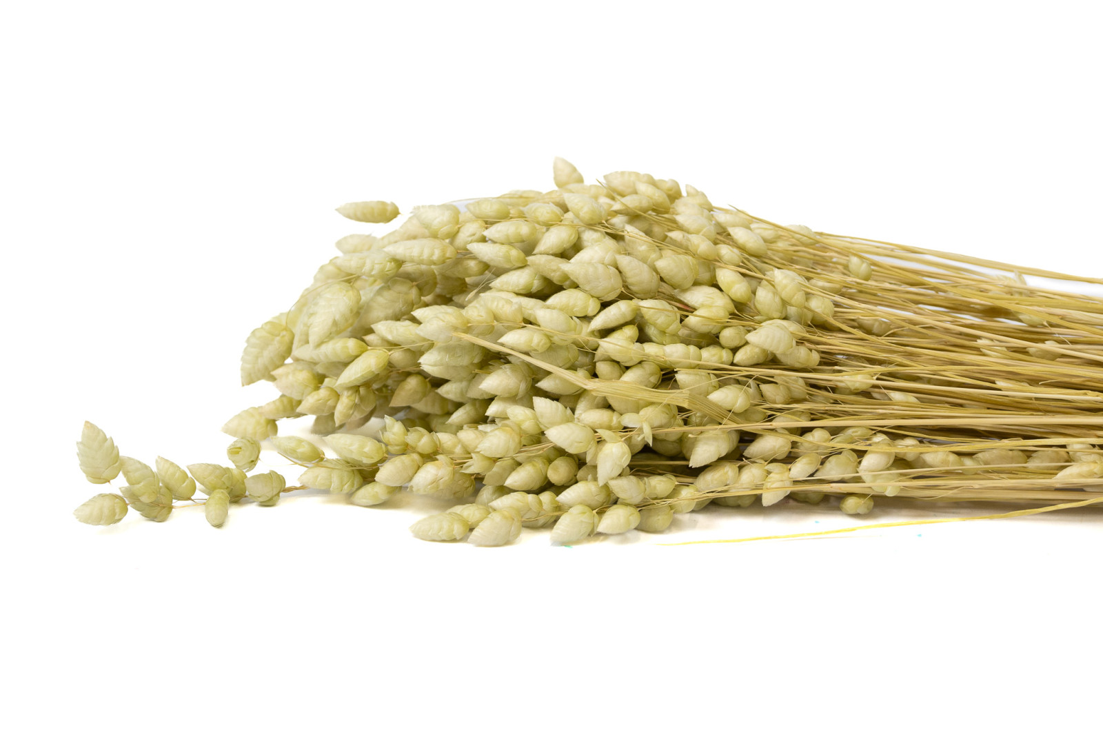 dried-briza-maxima-20