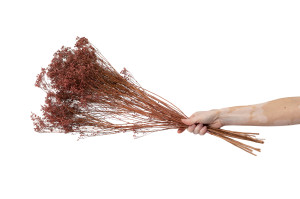 dried-broom-bloom-20.