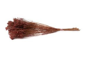 dried-broom-bloom-20.