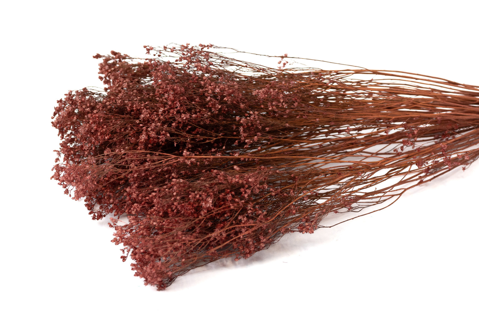 dried-broom-bloom-20