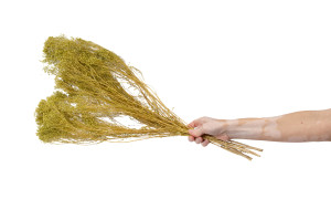 dried-broom-bloom-20.