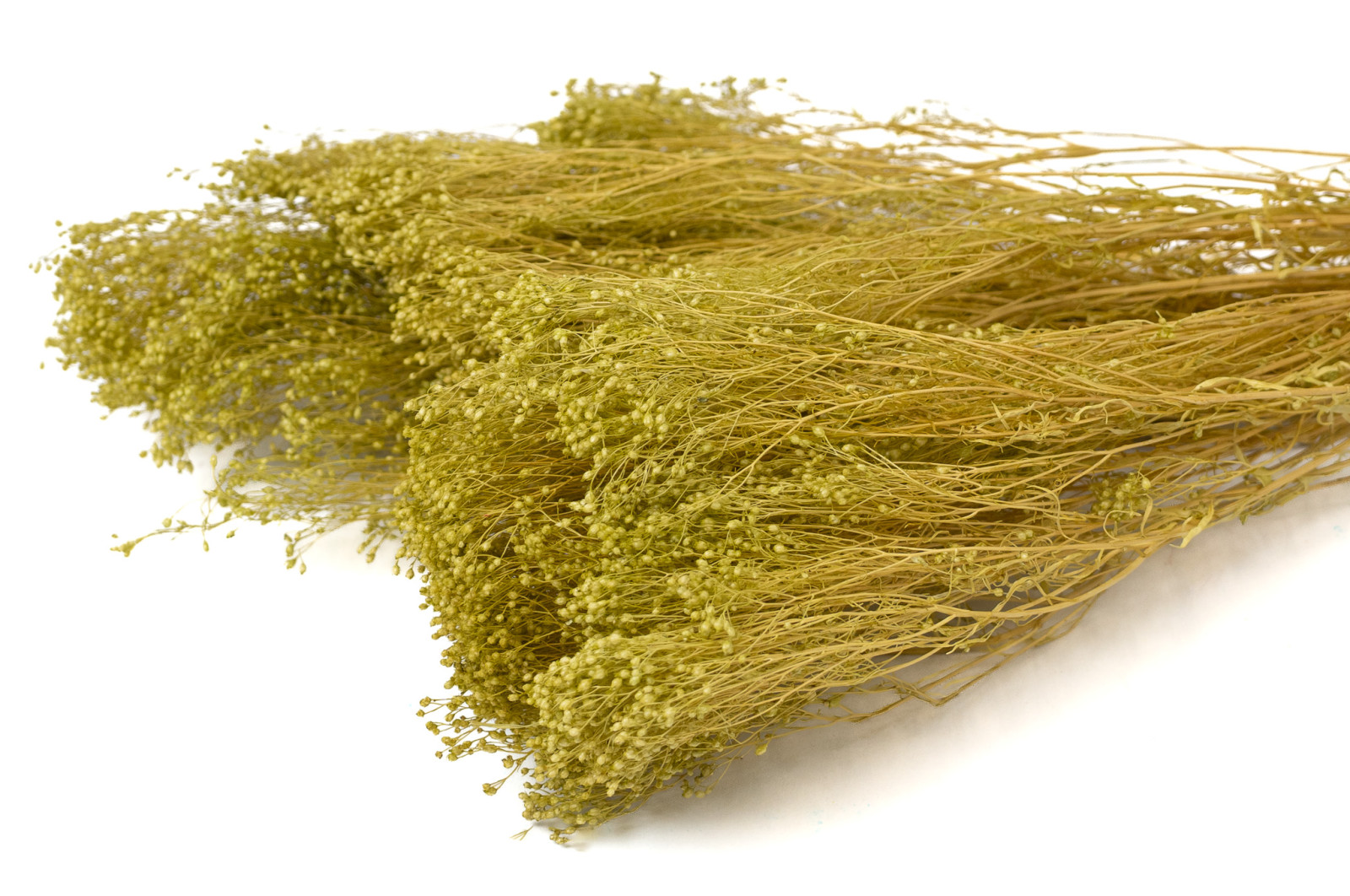 dried-broom-bloom-20