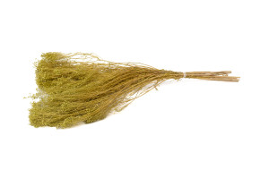 dried-broom-bloom-20.