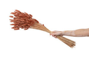 trockenes-lagurus-20.