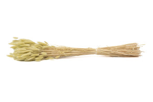 trockenes-lagurus-20.