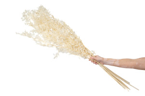 preserved-ruscus-20.