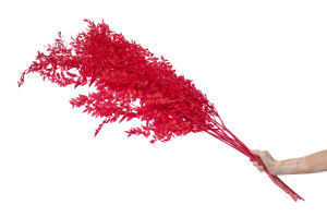 ruscus-stabilise-20.