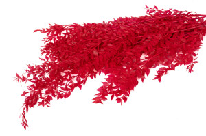 preserved-ruscus-20.