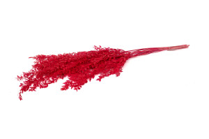 preserved-ruscus-20.