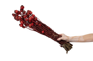 getrockneter-mohn-29.