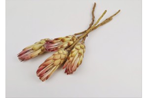 protea-compacte-seche-18.