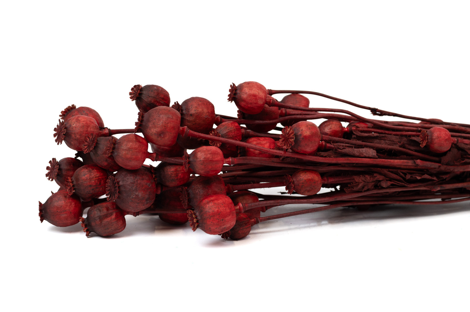 getrockneter-mohn-29