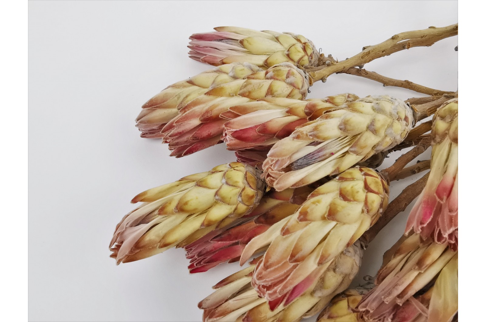 Protea compacte sèche (18) protea-compacte-seche-18