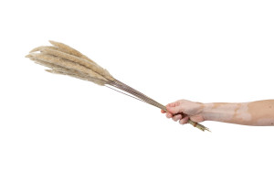 mini-dried-pampas-grass-29.