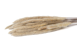 herbe-a-pampa-mini-seche-29